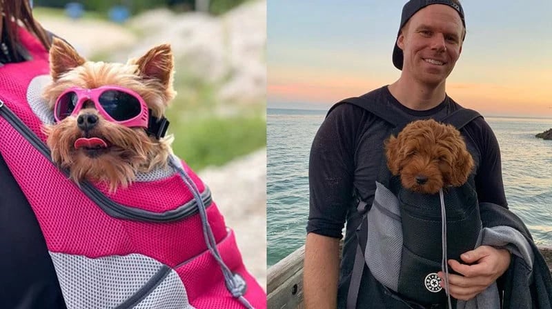 Hundryggsäck för Vandring – Ventilerande Bärväska (Mesh)